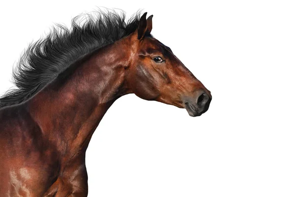 白い背景に分離された馬の肖像画 — ストック写真