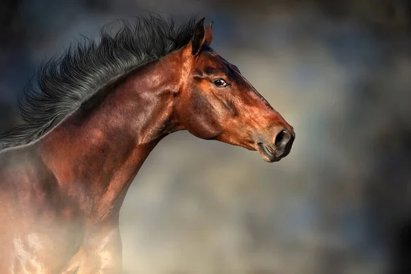 Caballo Con Larga Crin Retrato Movimiento Contra Hermoso Cielo — Foto de Stock