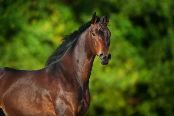 Bay Häst Porträtt Utomhus Gröna Träd Backgound — Stockfoto