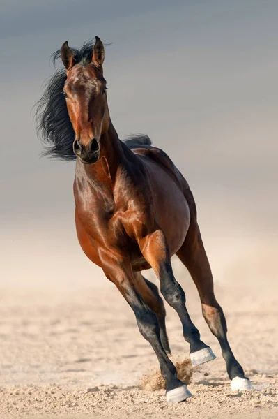 Bay Hingst Med Lång Mane Kör Öknen Damm Mot Himlen — Stockfoto