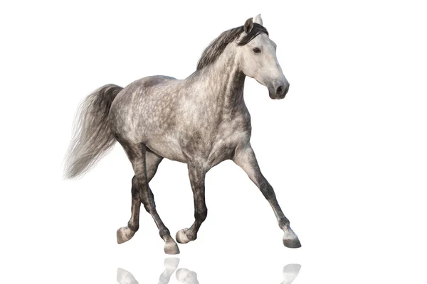 Witte Paard Uitgevoerd Geïsoleerd Witte Achtergrond — Stockfoto