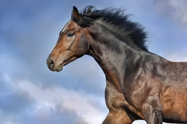 Häst Med Lång Mane Stående Rörelse Mot Vacker Himmel — Stockfoto