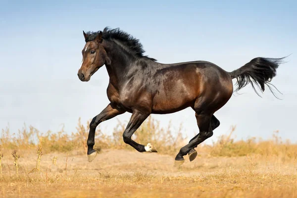 Häst Köra Galopp Hösten Betesmark — Stockfoto