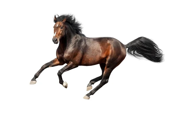 Bay Horse Run Isolated White — Stock Photo, Image