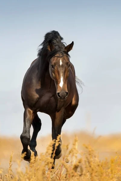 Galop Course Chevaux Sur Pâturage Automne — Photo