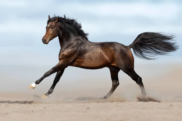 长鬃毛的海湾种马奔跑在沙漠尘土反对天空 — 图库照片