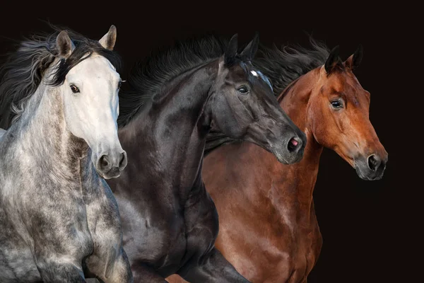 Bay Kůň Portrét Izolované Černém Pozadí — Stock fotografie