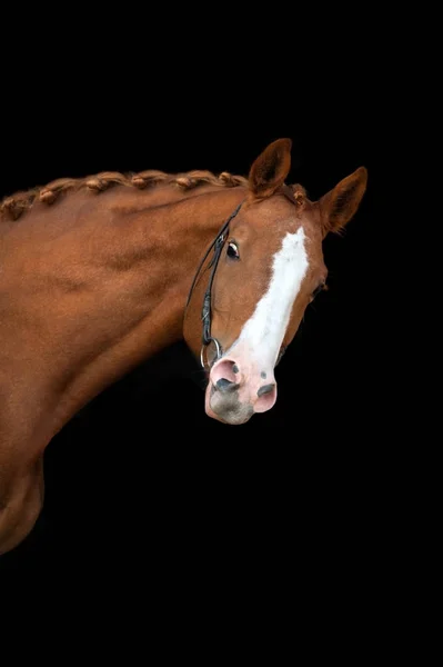 Bay Paard Portret Geïsoleerd Zwarte Achtergrond — Stockfoto