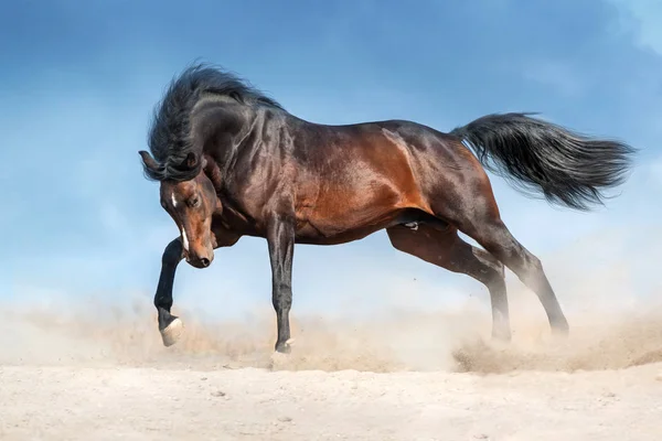 青空砂塵で実行長いたてがみ湾牡馬 — ストック写真