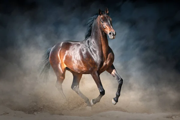 Horse Run Gallop Desert Dust Dark Dramatic Background — Stock Photo, Image