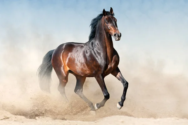 Bay Stallion Long Mane Run Desert Dust Sky — Stock Photo, Image