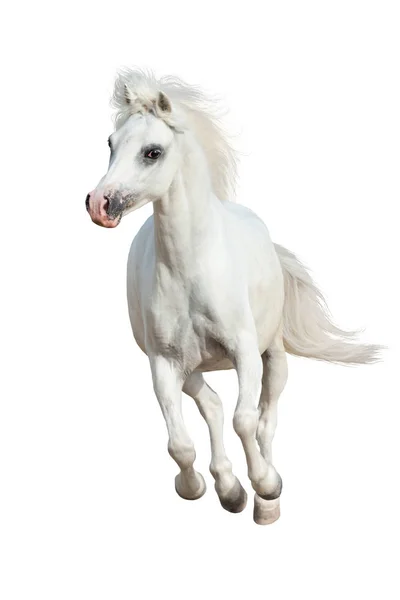 Biały Koń Uruchomić Białym Tle Białym Tle — Zdjęcie stockowe