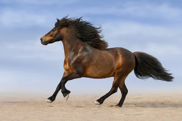 小马奔跑驰骋在沙漠尘埃上对美丽的天空 — 图库照片
