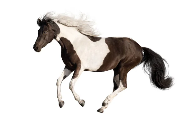 Strakatý Kůň Běžet Tryskem Izolovaných Bílém Pozadí — Stock fotografie