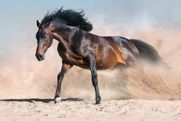 Bay Hingst Med Lång Mane Kör Öknen Damm Mot Himlen — Stockfoto