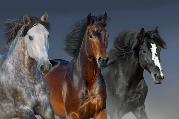 Koně Běží Tryskem Poušti Proti Obloze — Stock fotografie