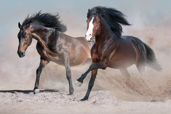 Bela Manada Cavalos Correr Galope Deserto Contra Céu Por Sol — Fotografia de Stock