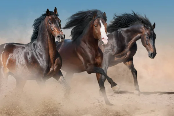 Hermosa Manada Caballos Galopar Polvo Del Desierto Contra Cielo Puesta —  Fotos de Stock