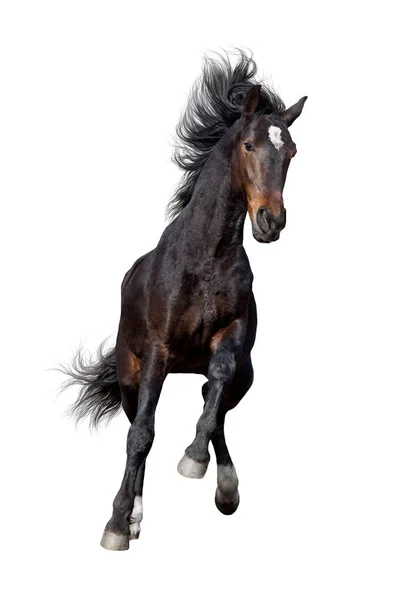 Baai Paard Galop Sprong Wit Wordt Geïsoleerd Uitvoeren — Stockfoto