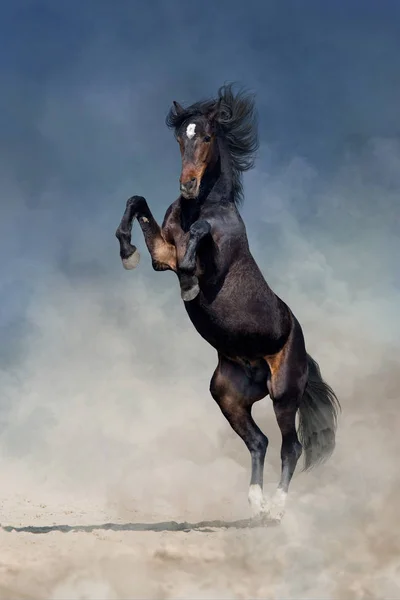 長いたてがみ子育てに砂塵暗い嵐の空を背景に美しい牡馬 — ストック写真