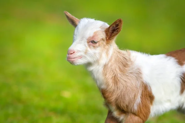 Hermoso Niño Lindo Cabra Verde Hierba Primavera —  Fotos de Stock