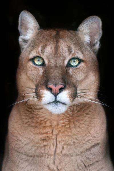 Puma Närbild Porträtt Med Vackra Ögon Isolerad Svart Bakgrund — Stockfoto