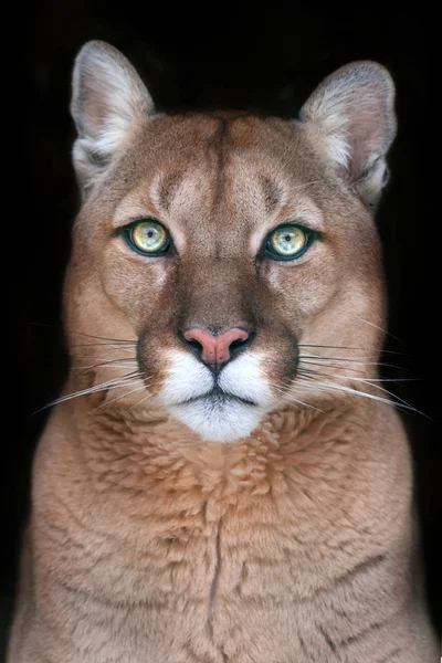 Puma Nahaufnahme Porträt Mit Schönen Augen Isoliert Auf Schwarzem Hintergrund — Stockfoto