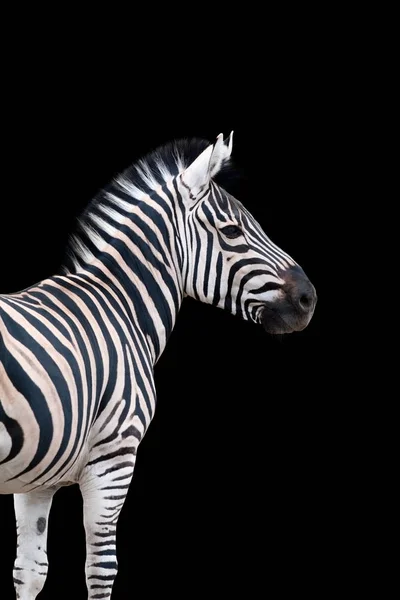 Retrato Zebra Isolado Sobre Fundo Preto — Fotografia de Stock