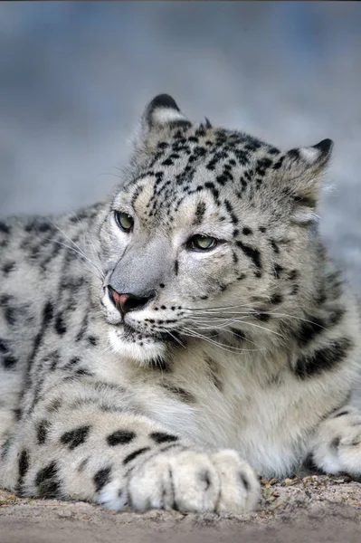 Крупним Планом Сніговий Леопард Портрет — стокове фото