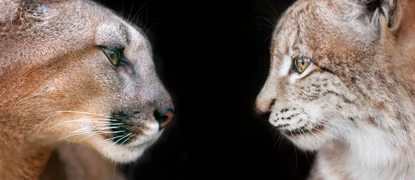 Vackra Lynx Och Puma Porträtt Som Närbild Svart Bakgrund — Stockfoto