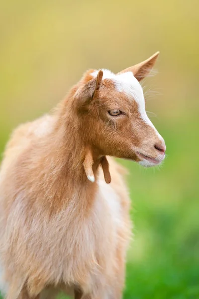 Beautiful Cute Goat Kid Green Spring Grass — Stock Photo, Image