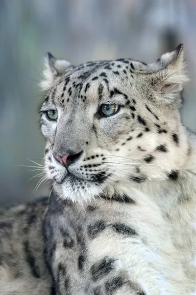 Primer Retrato Leopardo Nieve —  Fotos de Stock