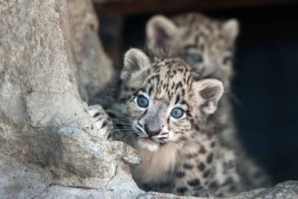 Lindo Dos Nieve Leopardo Bebé Retrato — Foto de Stock