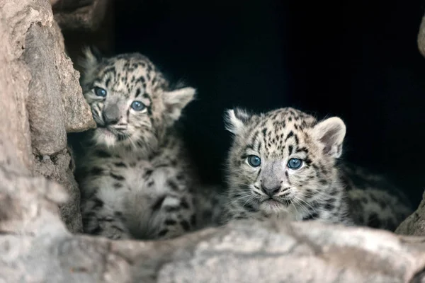Lindo Dos Nieve Leopardo Bebé Retrato — Foto de Stock