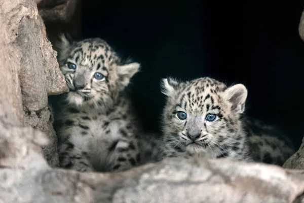 Ładny Portret Dziecka Dwóch Snow Leopard — Zdjęcie stockowe