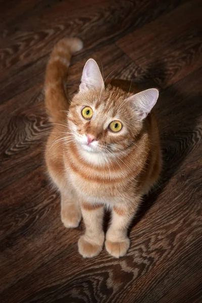Retrato Gato Tendido Sofá Cerca — Foto de Stock