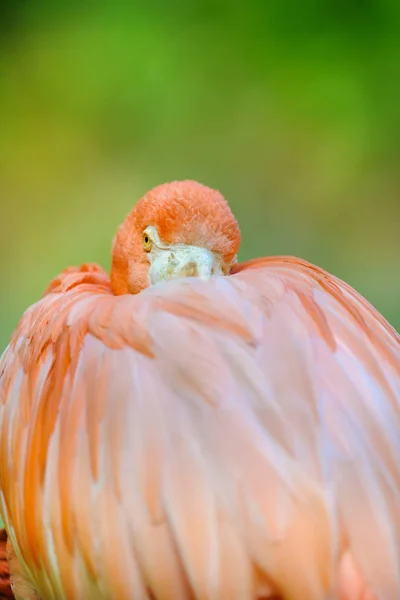 Flamingo Portrait Close — Stock Photo, Image