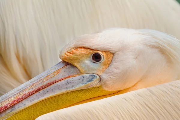 Rosy Pelican Close Portrait — Stock Photo, Image