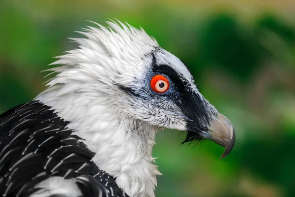 Portrait Beard Vulture Cypaetus Barbatus Aureus — Stock Photo, Image