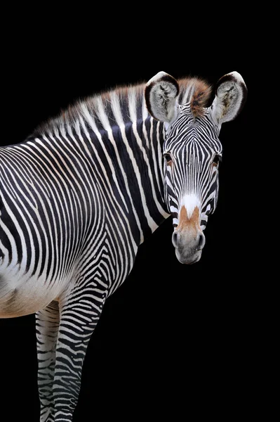 Retrato Zebra Isolado Sobre Fundo Preto — Fotografia de Stock