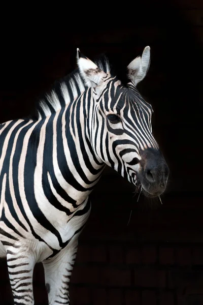 Retrato Zebra Isolado Sobre Fundo Preto — Fotografia de Stock