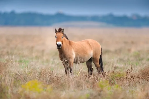 Sonbahar alanındaki Przewalski'nın at