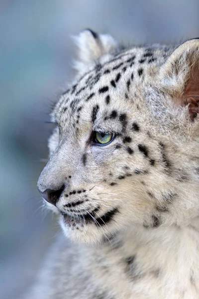 Primer Retrato Leopardo Nieve — Foto de Stock