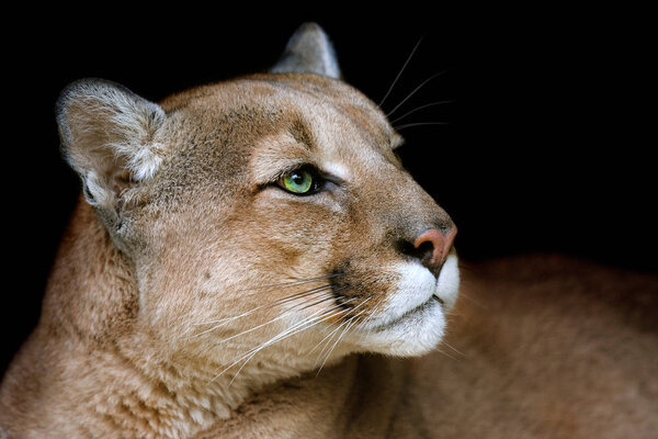 Puma close up portrait with beautiful eyes isolated on black background