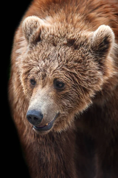 Oso Marrón Retrato Movimiento Aislado Sobre Fondo Negro — Foto de Stock