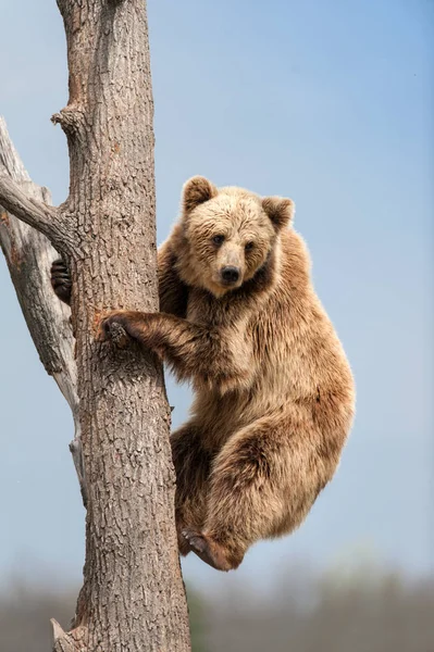 Urso Marrom Subindo Árvore Contra Céu Azul — Fotografia de Stock