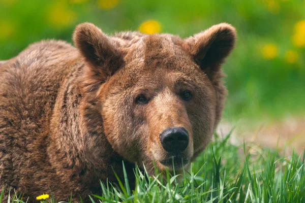 Urso Marrom Close Retrato Livre — Fotografia de Stock