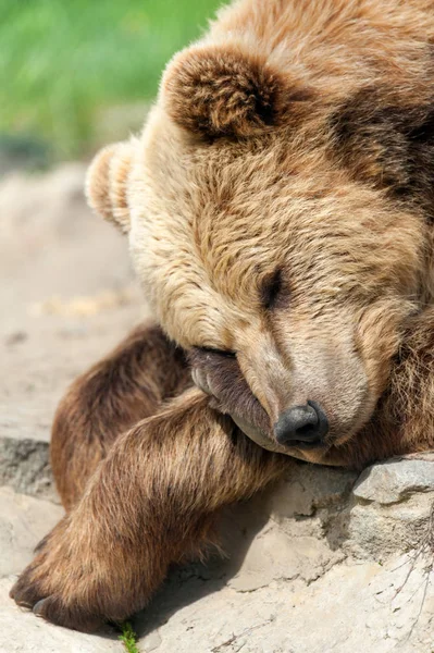 Oso Dormir Una Roca Retrato Cerca —  Fotos de Stock