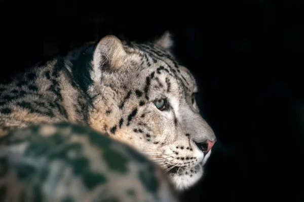 Luipaard Van Sneeuw Dicht Omhoog Portret Geïsoleerd Zwarte Achtergrond — Stockfoto