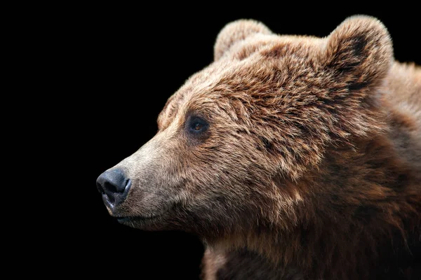 Retrato Urso Marrom Movimento Isolado Sobre Fundo Preto — Fotografia de Stock